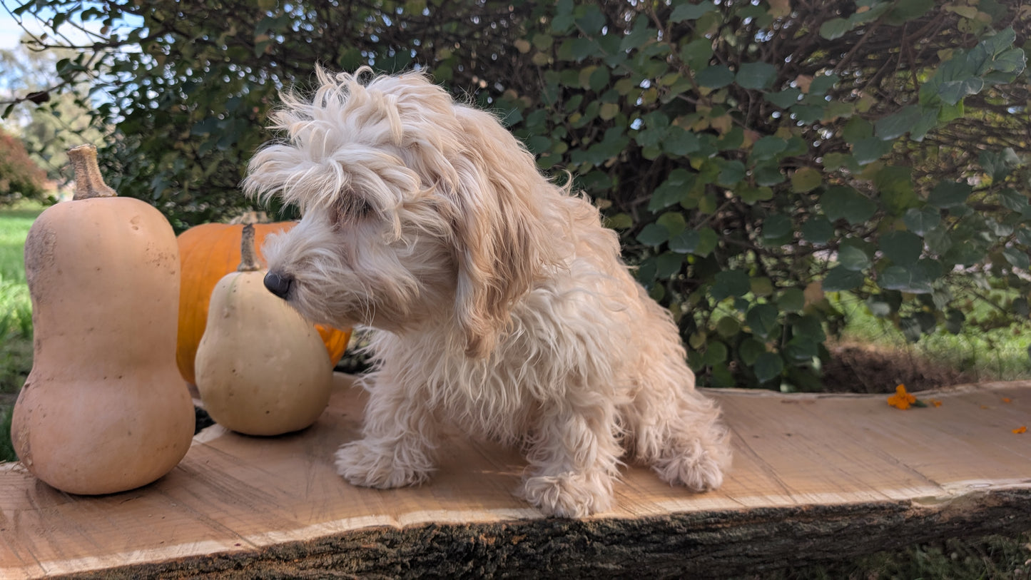 CAVAPOO (05/23) FEMALE