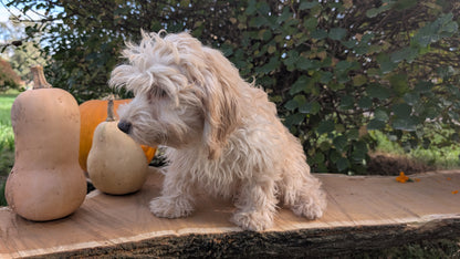 CAVAPOO (05/23) FEMALE