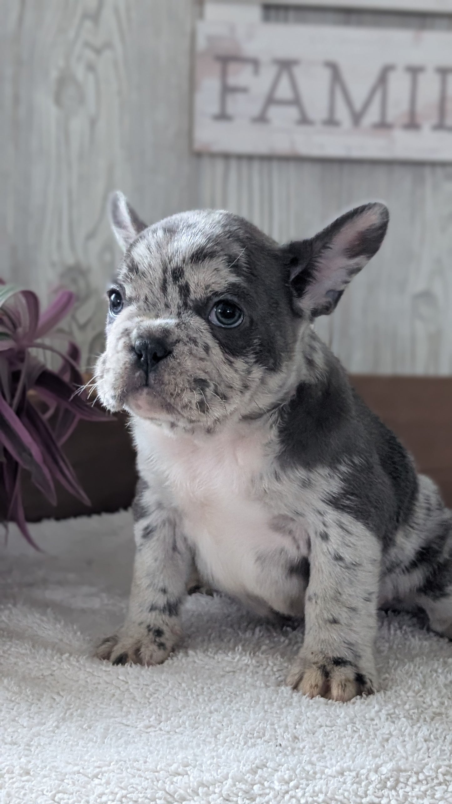 FRENCH BULLDOG (NOV 22) MALES