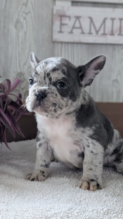 FRENCH BULLDOG (NOV 22) MALES