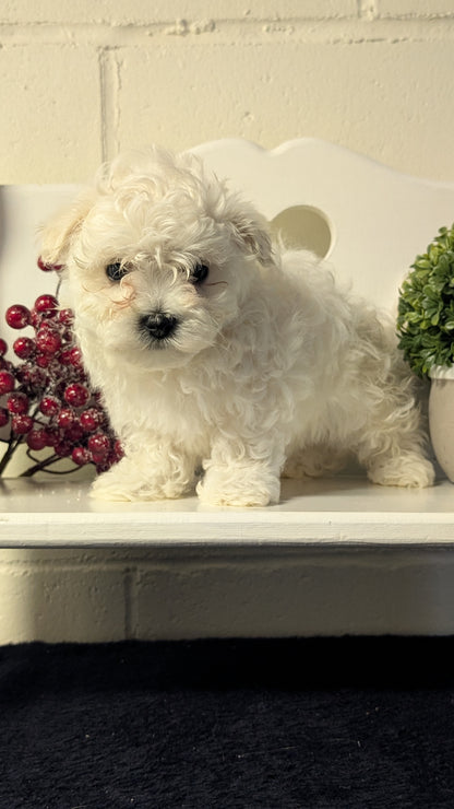 MALTESE (NOV 15) FEMALES