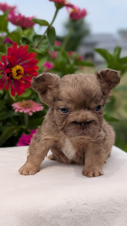 FRENCH BULLDOG (JUN 06) MALES