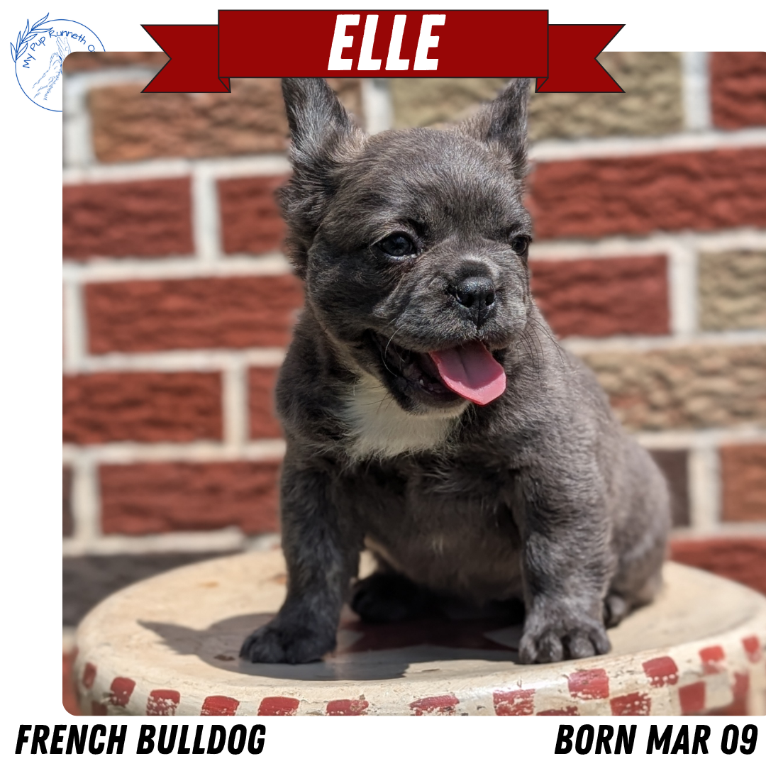 FRENCH BULLDOG (MAR 09) FEMALES