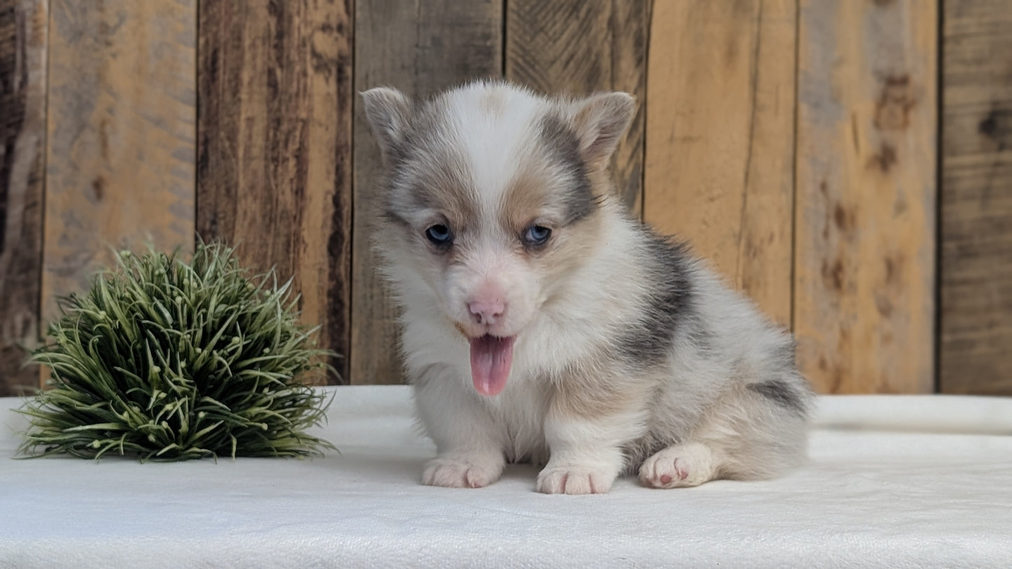 CORGI (JAN 09) MALES