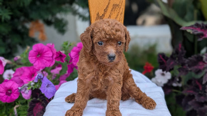 TOY POODLE (JUN 17) FEMALE