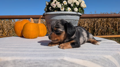 MINI DACHSHUND (09/01) FEMALE