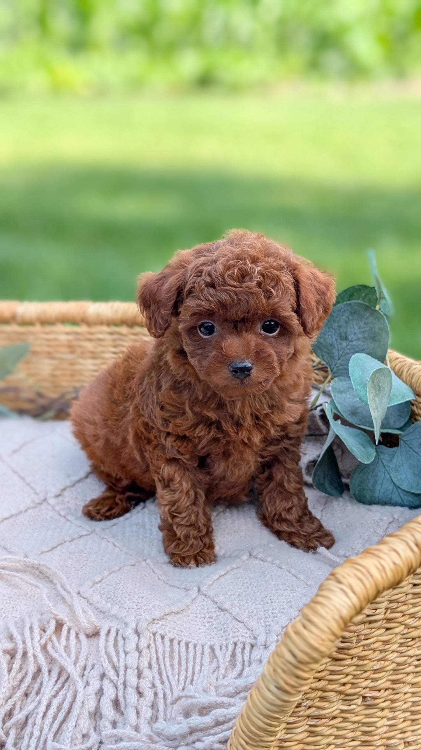 MINI POODLE (MAY 20) MALES
