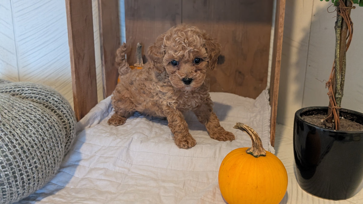 MINI POODLE (AUG 06) 5 FEMALES