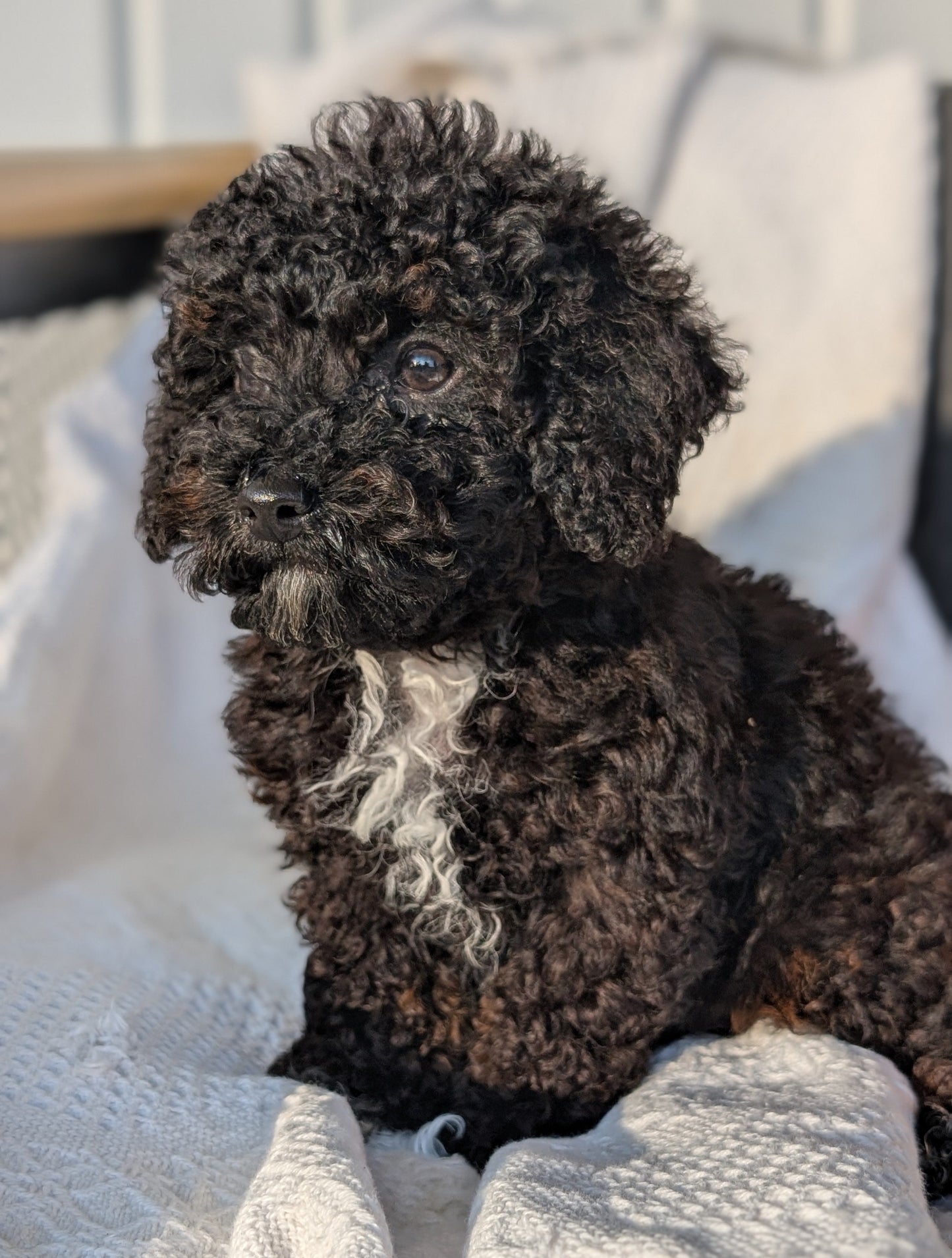 TOY POODLE (08/19) MALE