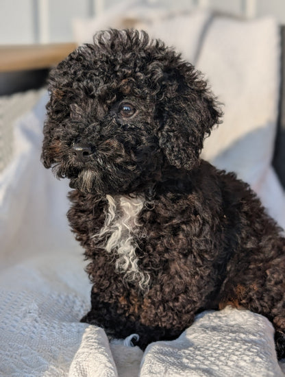 TOY POODLE (08/19) MALE