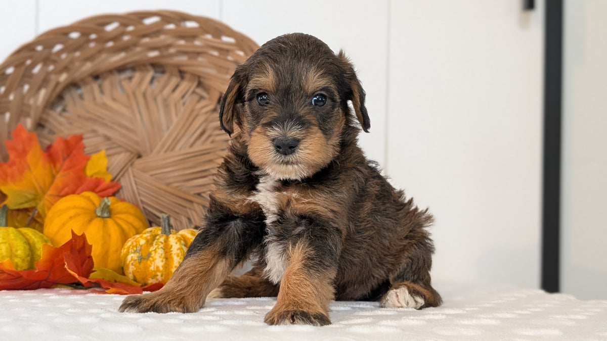 SCHNOODLE (SEP 03) 4 FEMALES/3 MALES