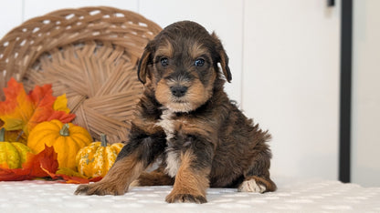 SCHNOODLE (SEP 03) 4 FEMALES/3 MALES