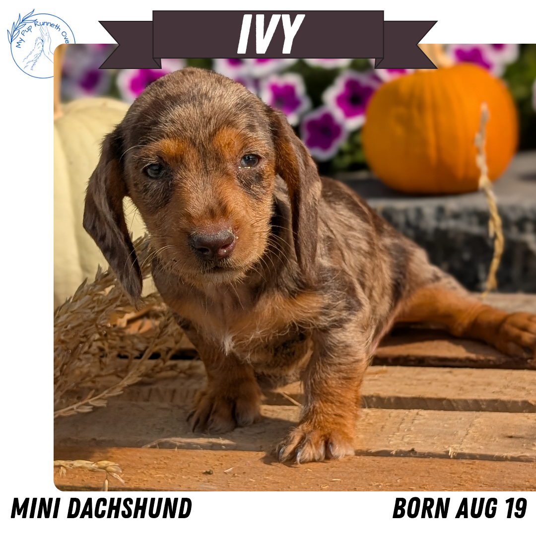 MINI DACHSHUND (08/19) FEMALE