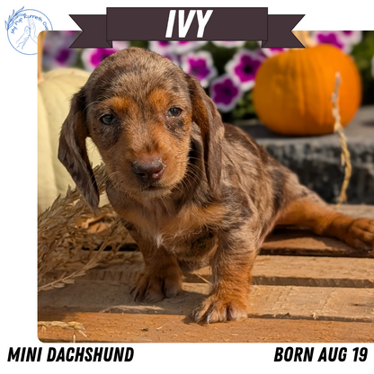 MINI DACHSHUND (08/19) FEMALE
