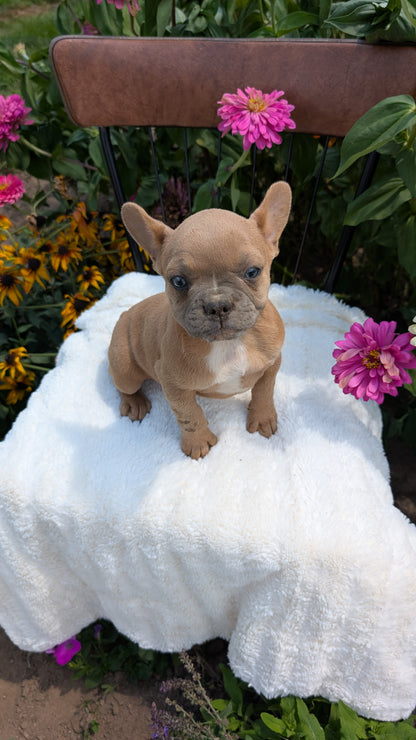 FRENCH BULLDOG (05/07) FEMALE