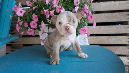 ENGLISH BULLDOG (06/30) FEMALE