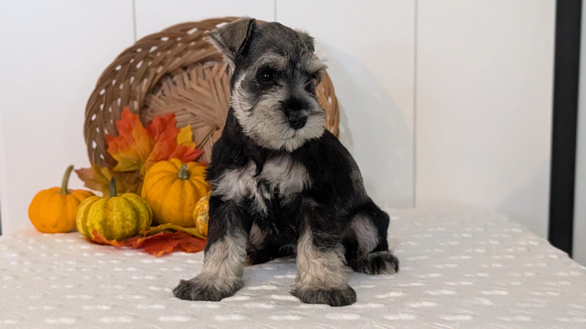 MINI SCHNAUZER (AUG 27) 4 FEMALES/1 MALE