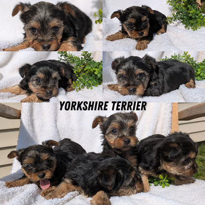 YORKSHIRE TERRIER (02/28) MALE