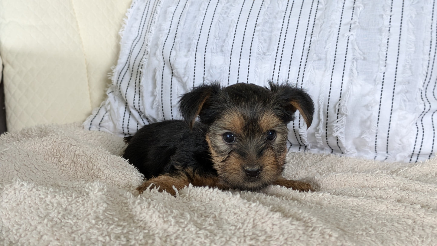 YORKSHIRE TERRIER (02/25) FEMALE