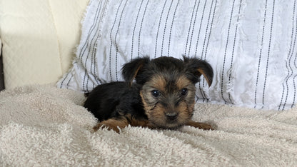 YORKSHIRE TERRIER (02/25) FEMALE