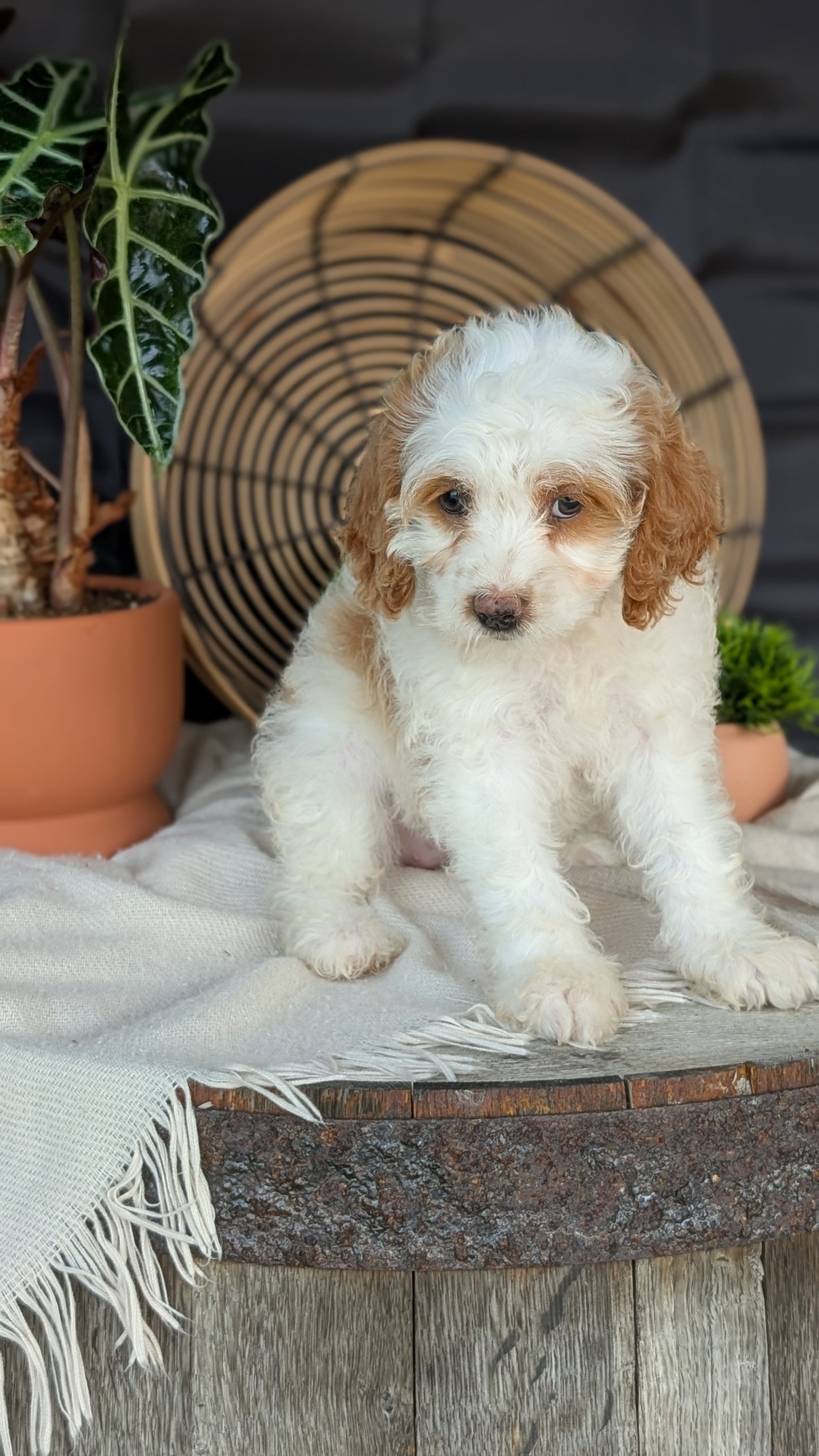 COCKAPOO (MAY 22) FEMALES