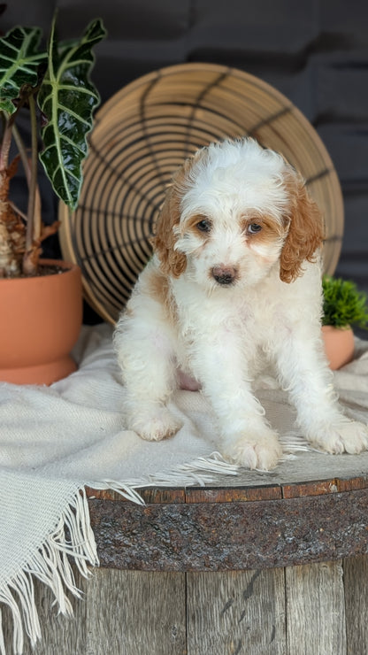 COCKAPOO (MAY 22) FEMALES