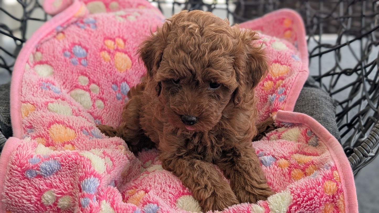 TOY POODLE (JUN 22) FEMALES