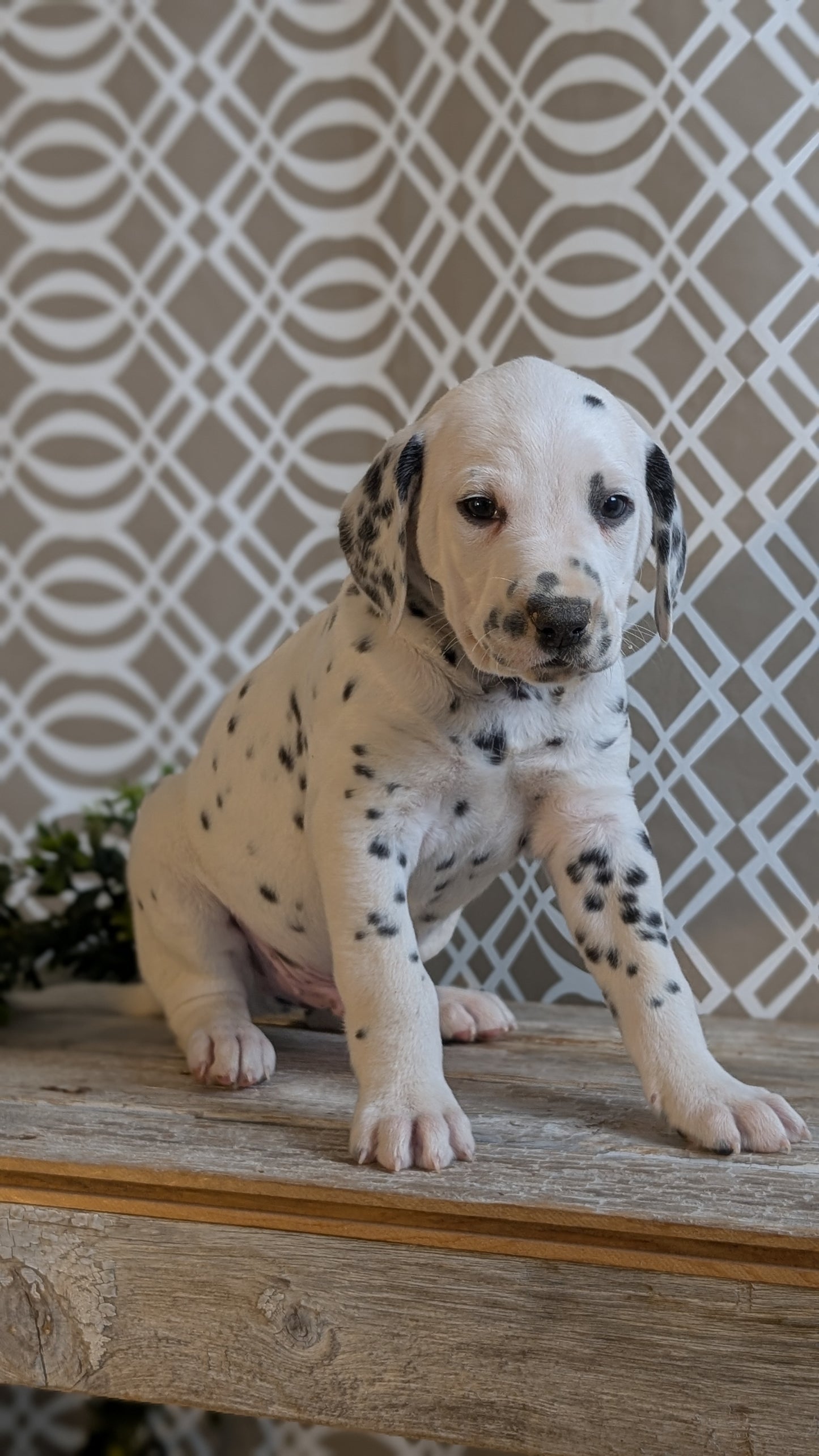 DALMATIAN (FEB 06) MALES