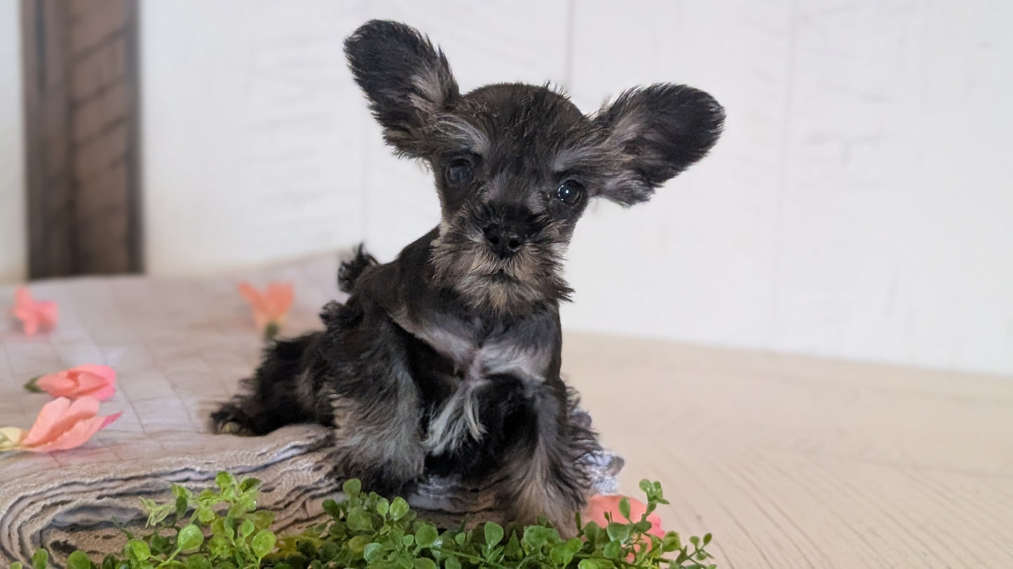 MINI SCHNAUZER (FEB 15) FEMALES