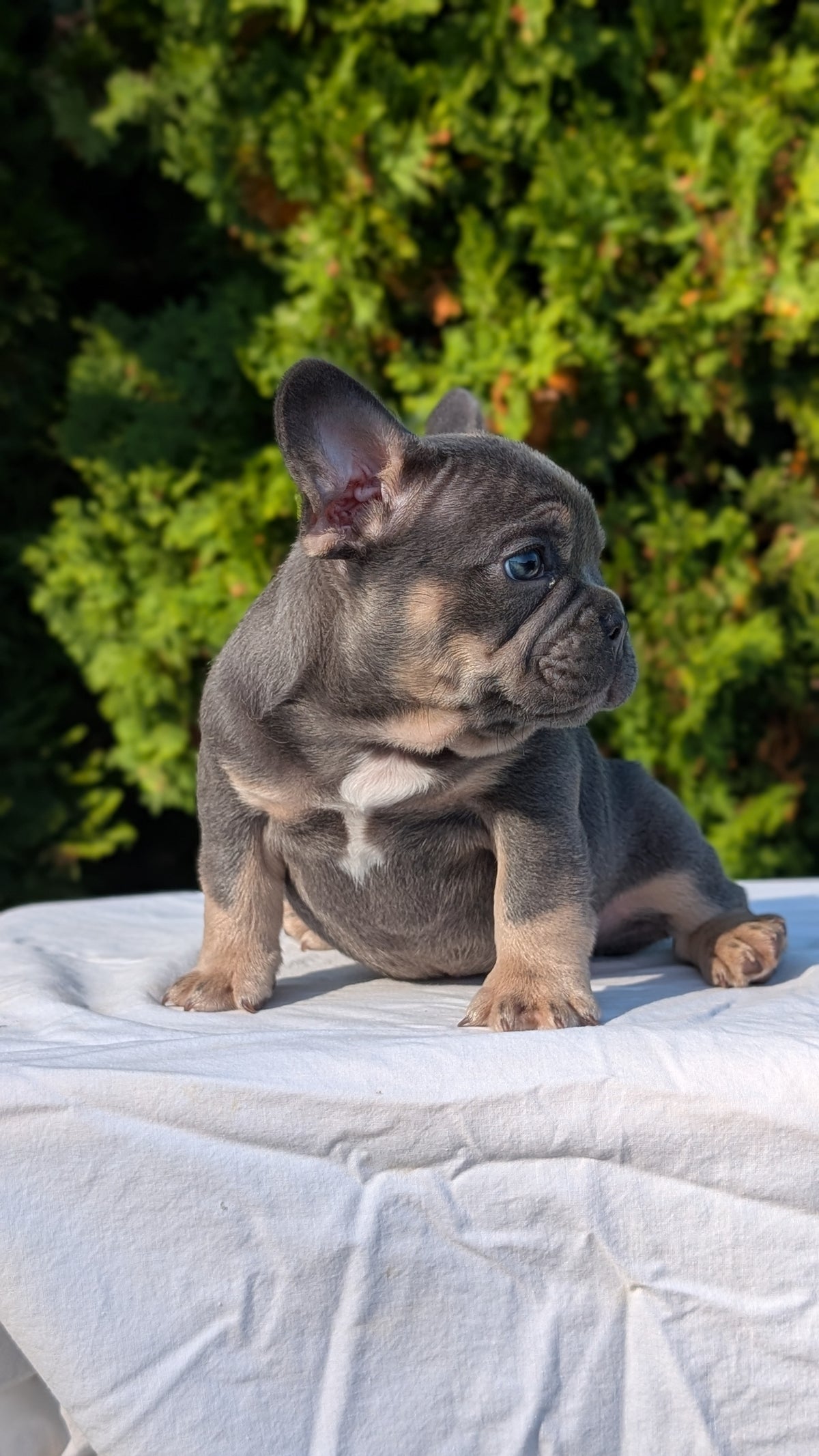 FRENCH BULLDOG (AUG 22) 3 MALES/1 FEMALE