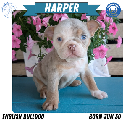 ENGLISH BULLDOG (06/30) FEMALE