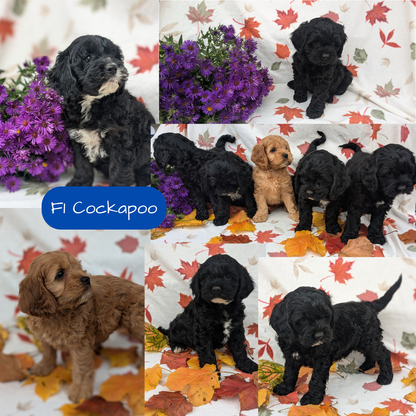 COCKAPOO (08/03) MALE