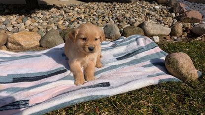 GOLDEN RETRIEVER (02/01) FEMALE