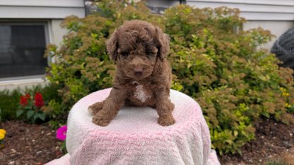 MINI POODLE (06/07) FEMALE