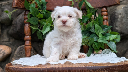 HAVANESE (APR 09) MALES