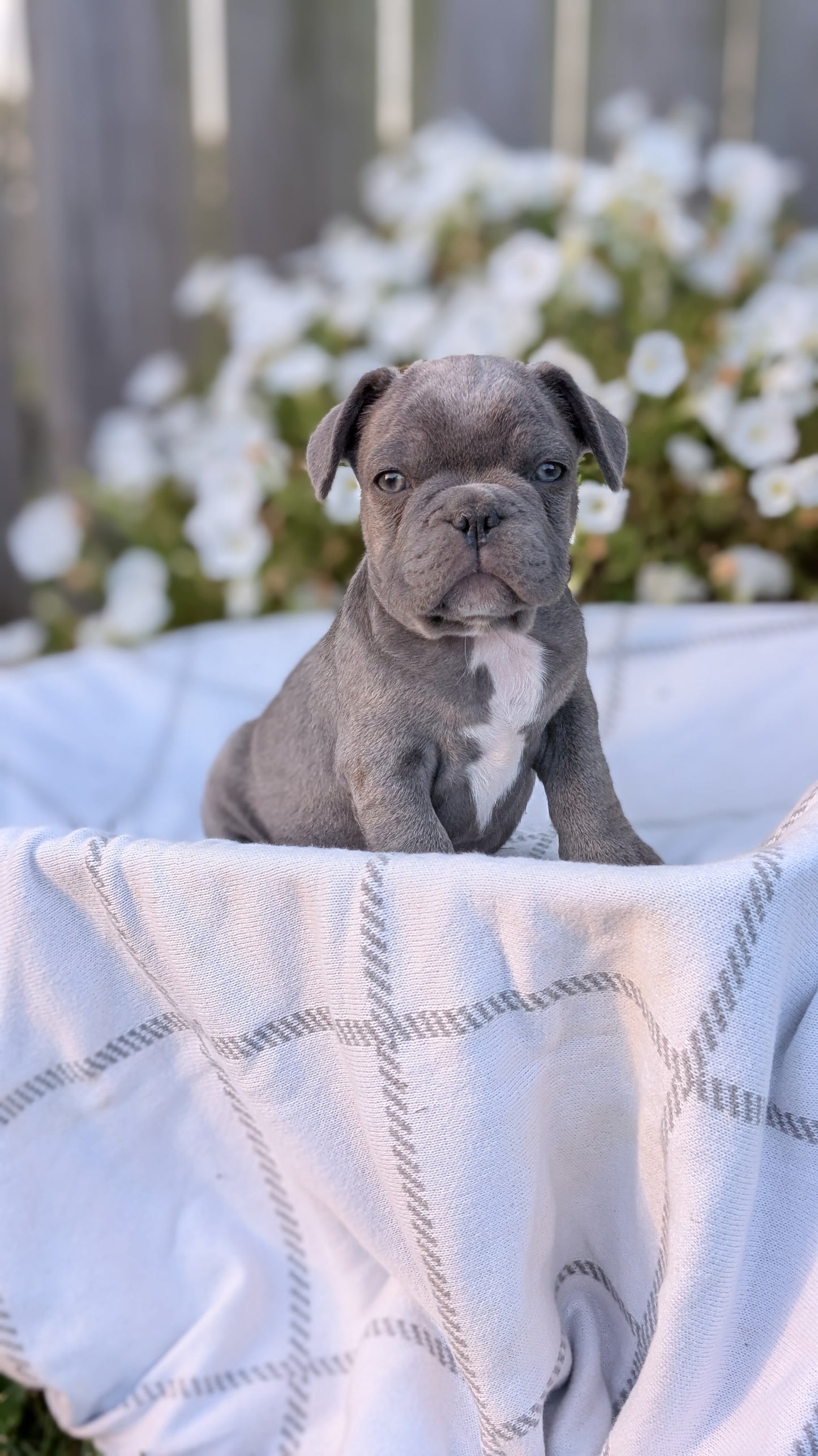 FRENCH BULLDOG (07/15) MALE