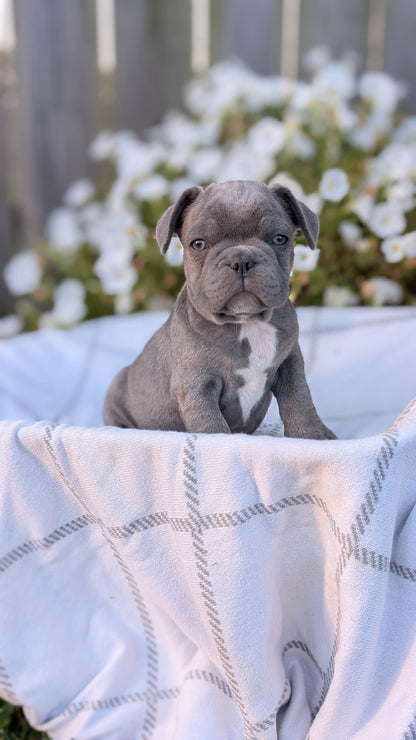 FRENCH BULLDOG (07/15) MALE