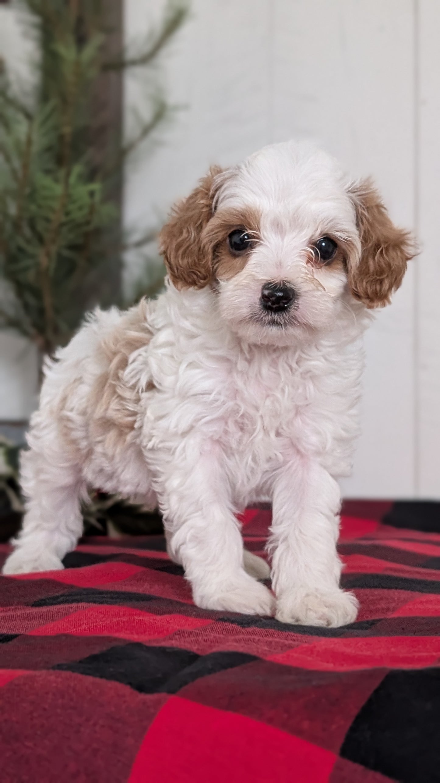 CAVAPOO (OCT 27) FEMALES