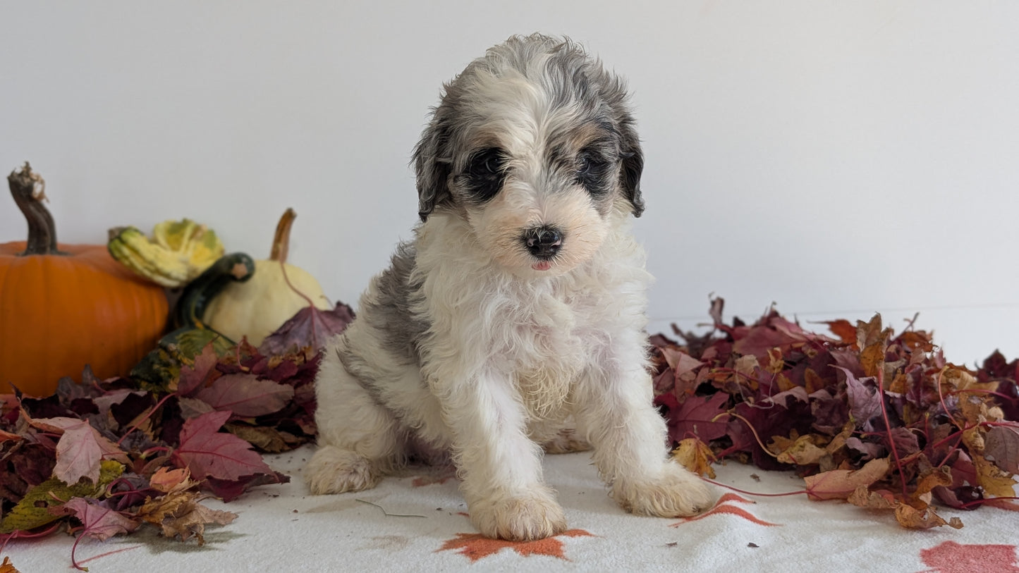 SCHNOODLE (09/20) FEMALE