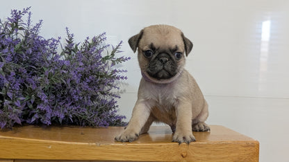 PUG (SEP 12) 4 MALES/1 FEMALE