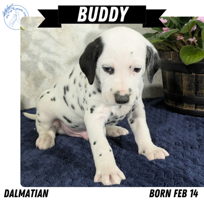 DALMATIAN (02/14) MALE