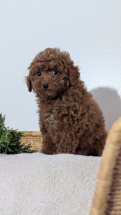MINI POODLE (NOV 14) MALES