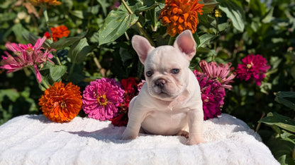FRENCH BULLDOG (07/08) FEMALE
