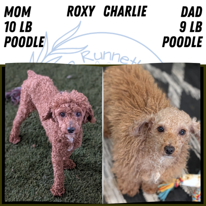 MINI POODLE (MAY 12) FEMALES