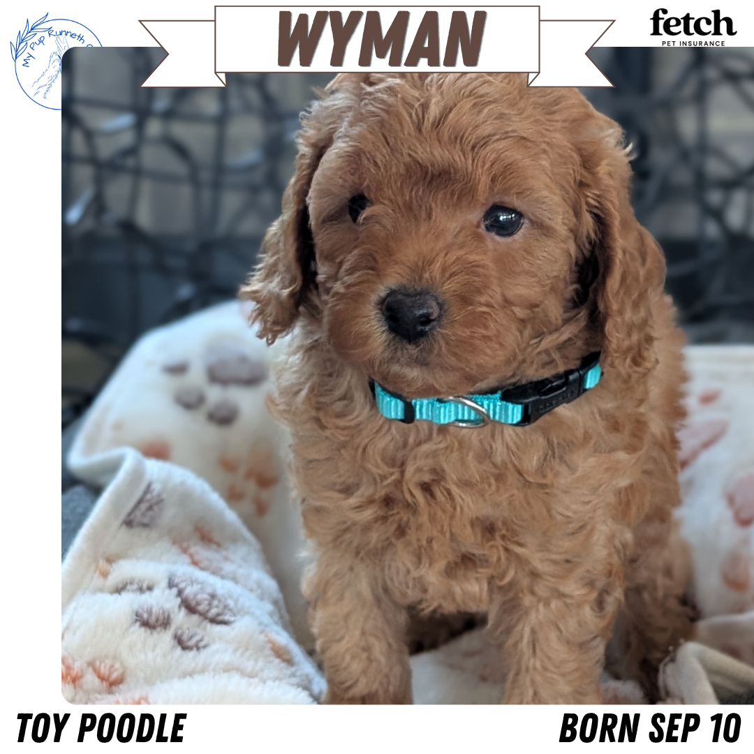 TOY POODLE (SEP 10) 4 MALES/2 FEMALES