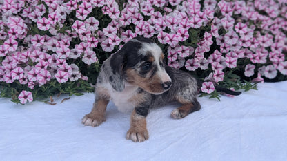 MINI DACHSHUND (JUN 04) FEMALES