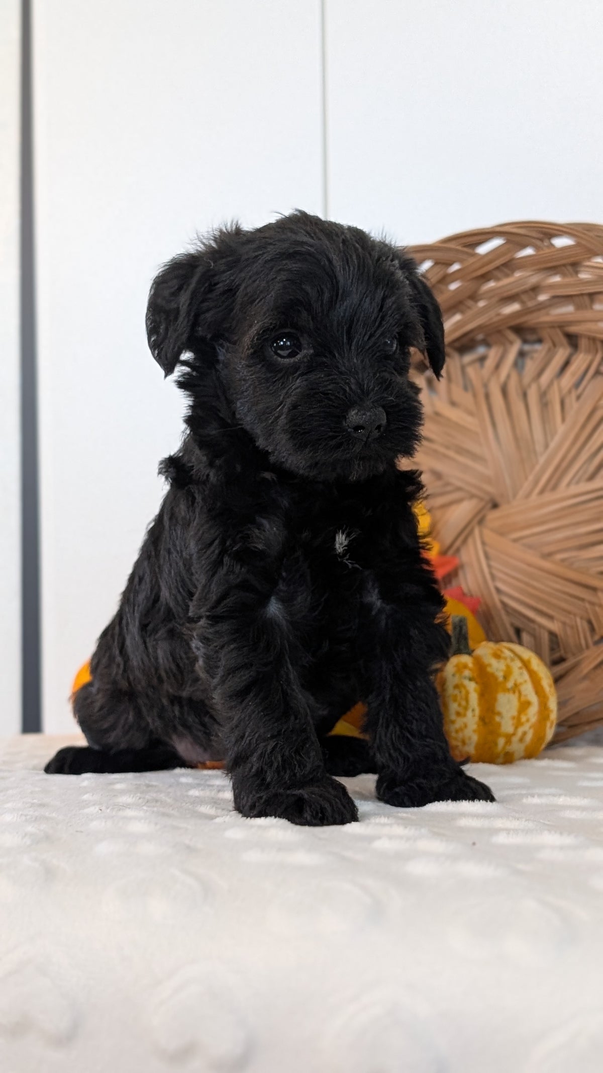 SCHNOODLE (SEP 03) 4 FEMALES/3 MALES
