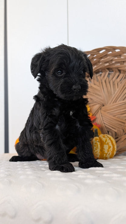SCHNOODLE (SEP 03) 4 FEMALES/3 MALES