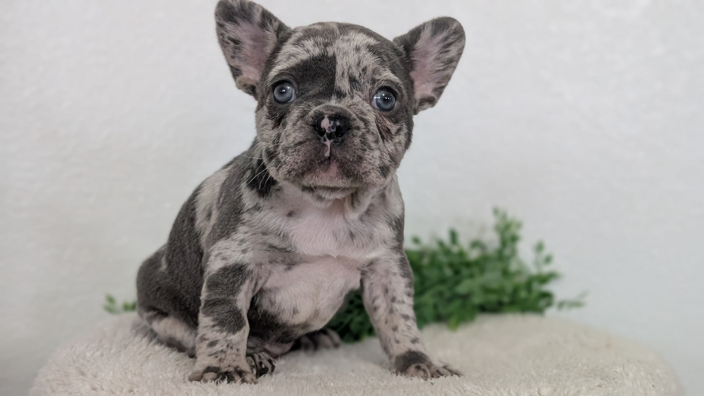 FRENCH BULLDOG (FEB 16) FEMALES