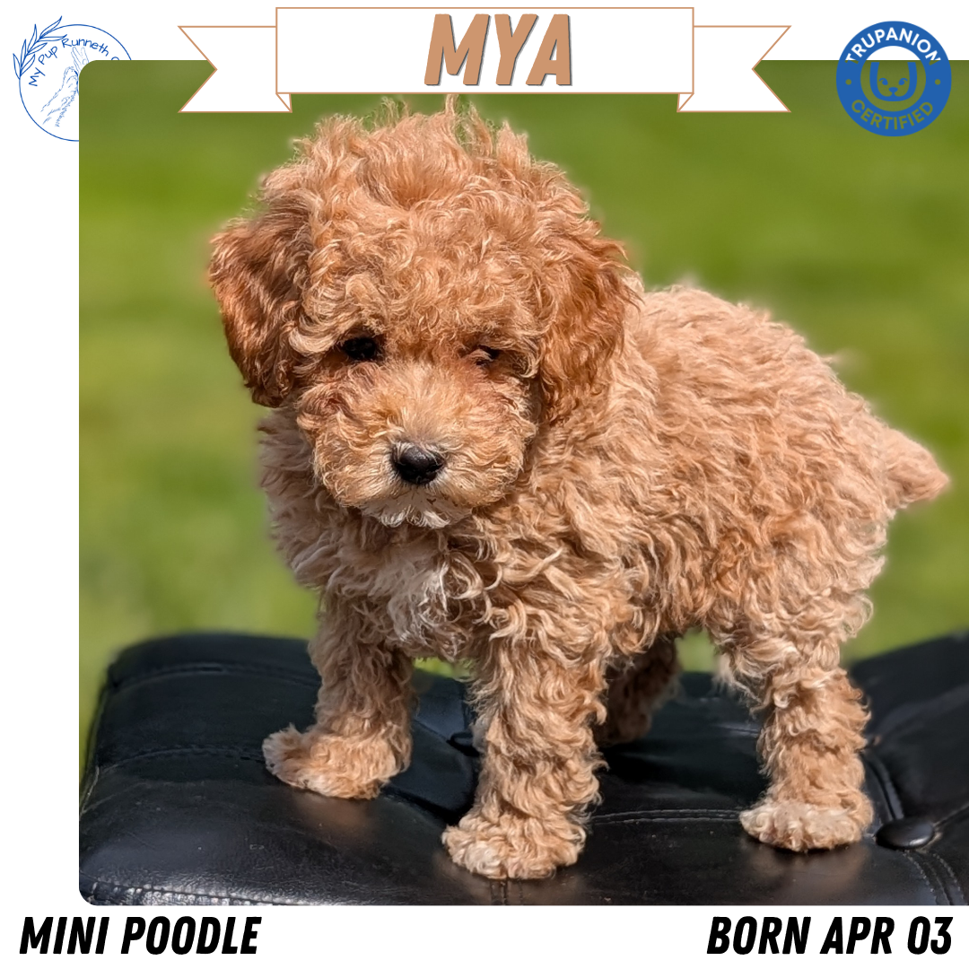 MINI POODLE (APR 03) FEMALES